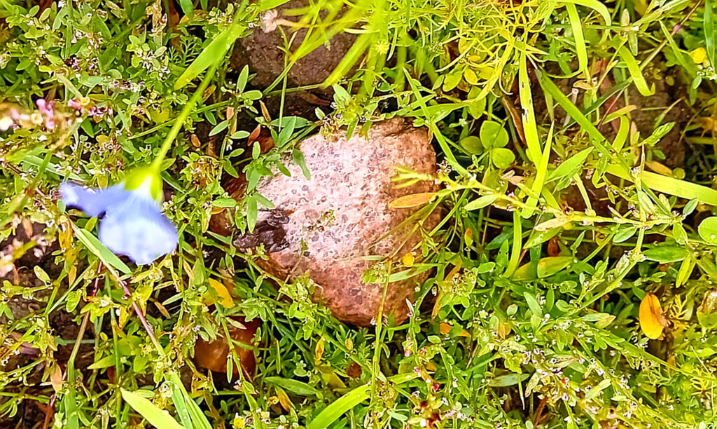 Bufo bufo - Erdkröte - 1 weiterer Nutznießer der Insektenfülle